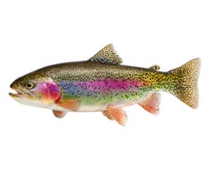 Side view of a colorful rainbow trout, showcasing its vibrant scales and streamlined body