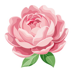 pink rose flower