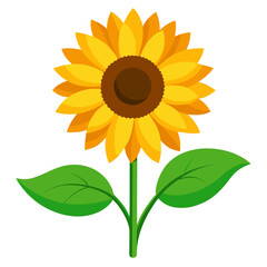 sunflower isolated on white