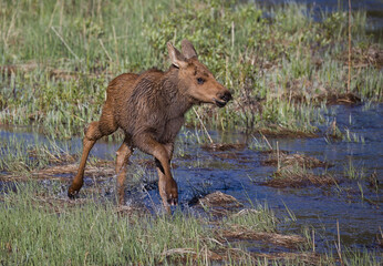 moose calf playing in water