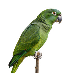 Vibrant Green Parrot Perched on Branch.