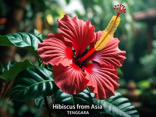 Red Hibiscus Flower with Asian Bloom.