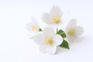 Fototapeta premium Elegant White Flowers with Bright Yellow Stamens Blooming on Green Leaves in Natural Light for Decoration and Floral Arrangement