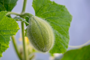 Growing a young melon in a greenhouse.