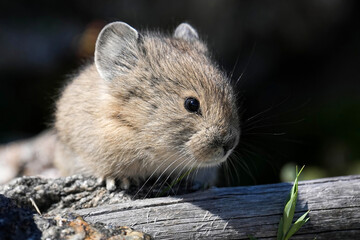 Young Pika in the Rocky Mountain Tundra