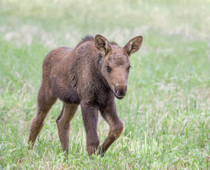 baby moose close up in meadow