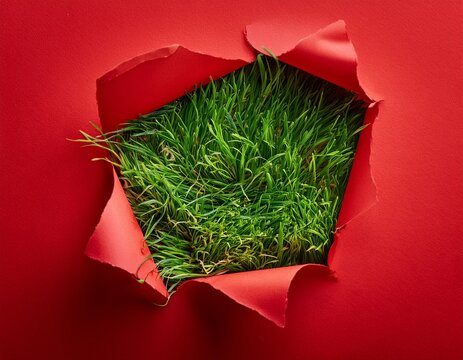 torn red paper revealing green grass underneath symbolizing hidden nature
