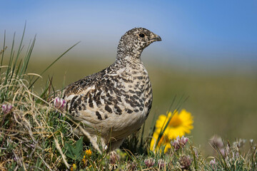 Ptarmigan posing with flowers in the tundra of Colorado