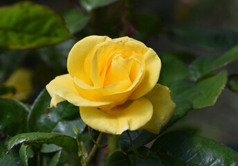 Pretty Yellow Rose Blossom in a Garden