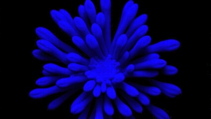 Obraz premium Scientific fluorescent microscopy of Collinsella stained with DAPI, glowing blue under UV light against a dark background. Perfect for illustrating microbiology and lab research.