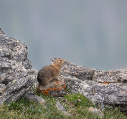 beautiful Pika pose on lichen rock with clear background