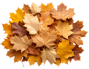 Flat Lay Arrangement of Autumn Foliage in a Loose Pile, isolated on a transparent background.