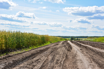 country Road with tire track through Wheat Field Under Blue Sky with clouds