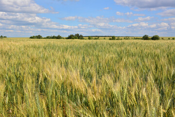 Golden wheat field under a bright blue sky with fluffy clouds summer wallpaper