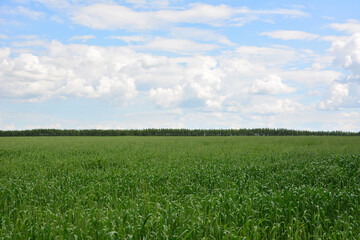 Vast Green Field Under a Blue Sky with Fluffy Clouds summer wallpaper