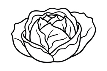 Cabbage With Leaf Texture Clean Style No Text