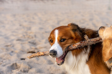 Collie biting stick on sandy beach, playful expression and focused eyes, active dog enjoying...