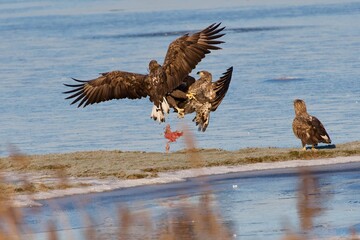 White tailed Eagle in a fight 
