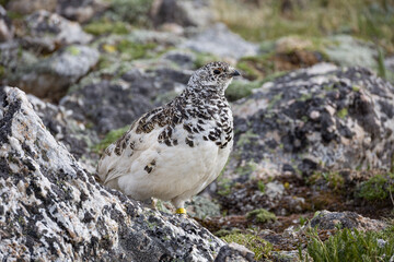 white tailed ptarmigan 