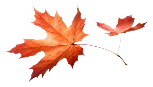 PNG  Maple plant leaf tree.