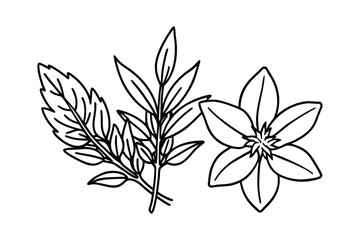 Basil Thyme Rosemary Sprigs Clean Vector