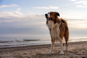 Wet border collie standing against horizon at beach, mouth open and alert at seaside during morning