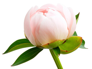  Peony Bud with Green Sepals Side Profile Isolated PNG