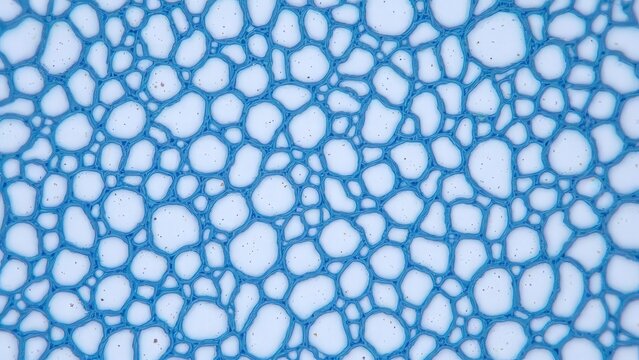 Scientific photomicrograph of Collinsella (Gram-positive rods) under oil immersion at 1000x magnification, with dramatic phase-contrast lighting for detail.