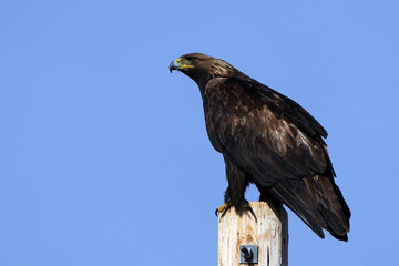 Golden Eagle perched on a pole in Colorado