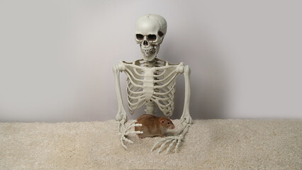 Human skeleton and brown rat.