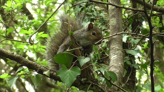Grey Squirrel (Sciurus carolinensis) Perched in a Tree in Woodland, U.K.