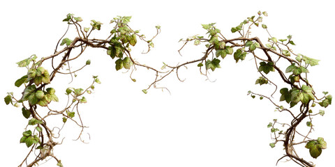 Intricate vine-like plant arch
