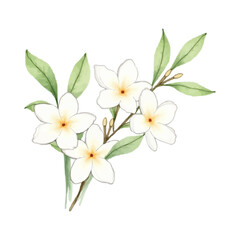 Obraz premium watercolor jasmine bouquet