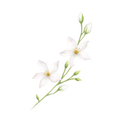 watercolor jasmine flower