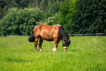 Fototapeta premium A brown horse is grazing in a lush green field