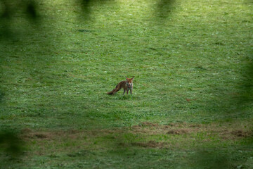 A fox is walking through a grassy field