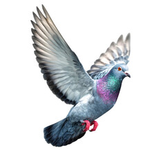 Obraz premium A graceful dove with iridescent neck feathers and outstretched wings flies with purpose, embodying peace and hope isolated on transparent background