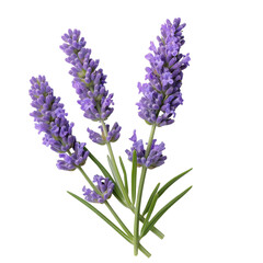 Obraz premium lavender bouquet, Provence flowers isolated white transparent background 