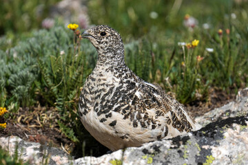 Ptarmigan Male posing in tundra wildflowers