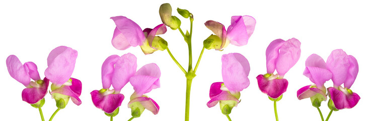 Pink sweet pea flowers in bloom, isolated on transparent background.