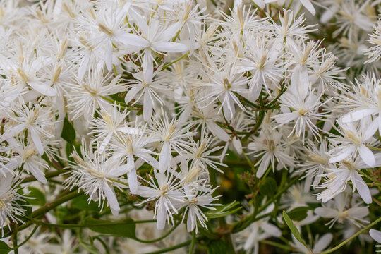 Clematis flammula oder Clematis Flamme