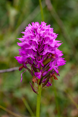 Pyramiden-Hundswurz (Anacamptis pyramidalis)