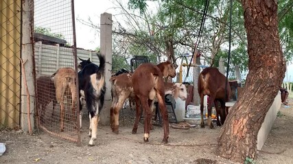 Farm Goats Grazing in Outdoor Enclosure