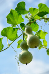 나뭇가지에 탐스럽게 열린 어린 조롱박