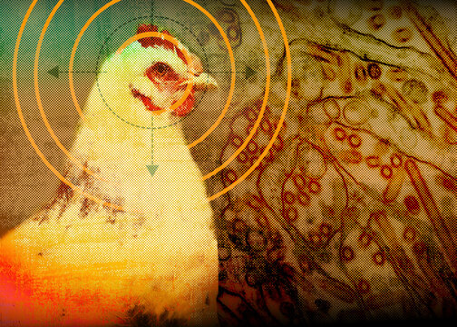 Chicken and bird flu