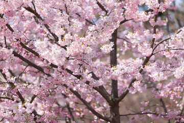 Sakura flower blossom in Hirosaki park in Aomori prefecture in Japan