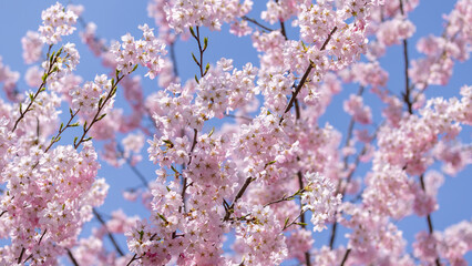 Sakura flower blossom in Hirosaki park in Aomori prefecture in Japan
