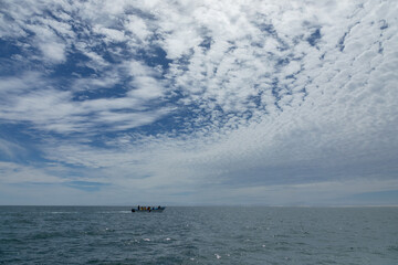 Motorboat cruising ojo de liebre lagoon, whale watchers observing marine wildlife under cloudy coastal sky