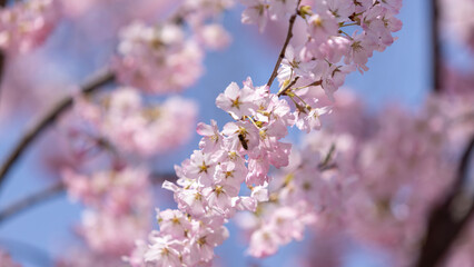 Sakura flower blossom in Hirosaki park in Aomori prefecture in Japan against the blue sky