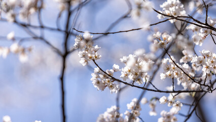 white sakura flower blossom in Hirosaki park in Aomori prefecture in Japan